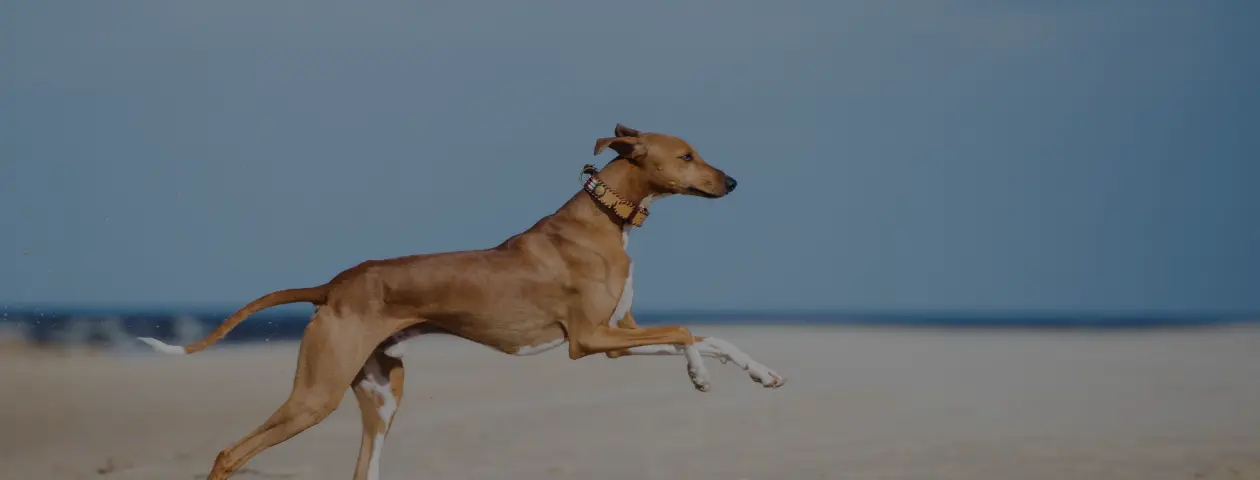 参加者スケジュール